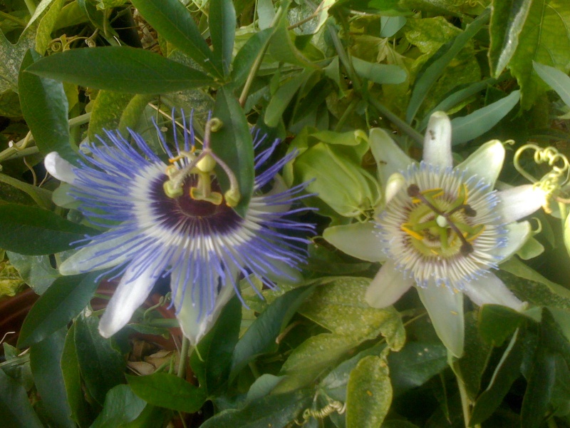 Passiflora caerulea species selection 'Blue Tip' Passif13