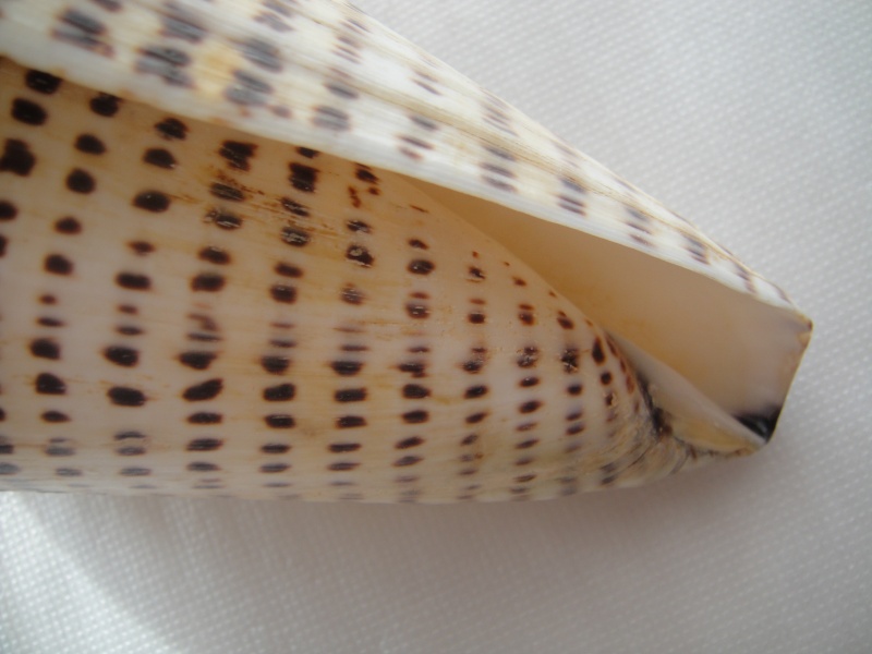 Conidae Conus (Lithoconus) leopardus f. millepunctatus  (Lamarck, 1822) 00910