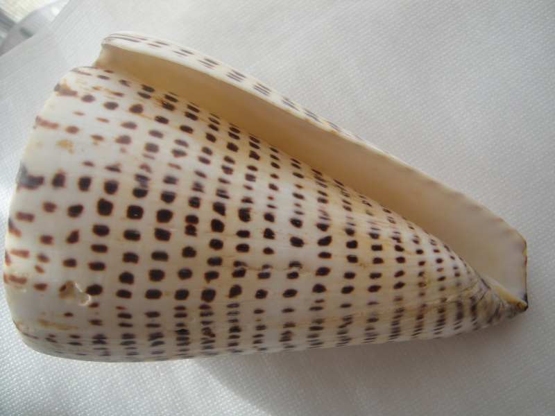Conidae Conus (Lithoconus) leopardus f. millepunctatus  (Lamarck, 1822) 01010