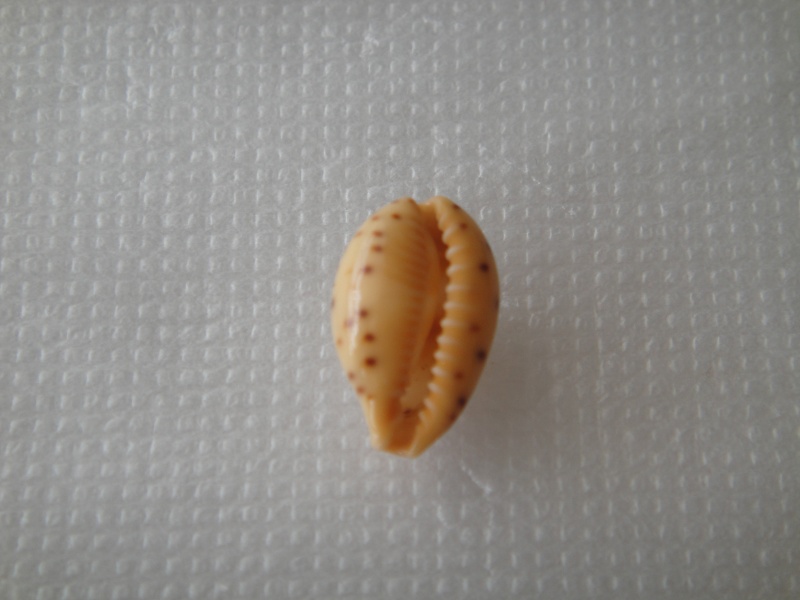 Palmadusta humphreysii yaloka - Steadman & Cotton, 1943 01210