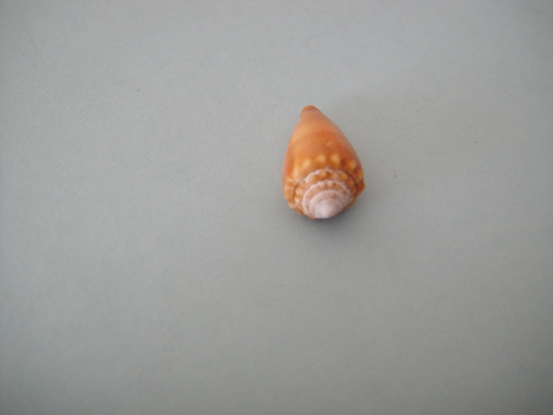 Conus (Phasmoconus) exiguus   Lamarck, 1810  Conus_21