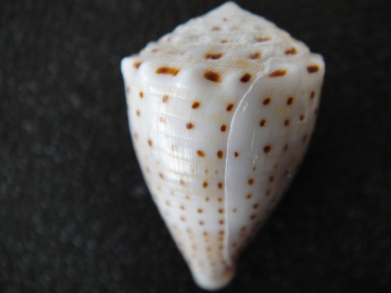 Conus (Virroconus) abbreviatus (Reeve, 1843) Conus_38