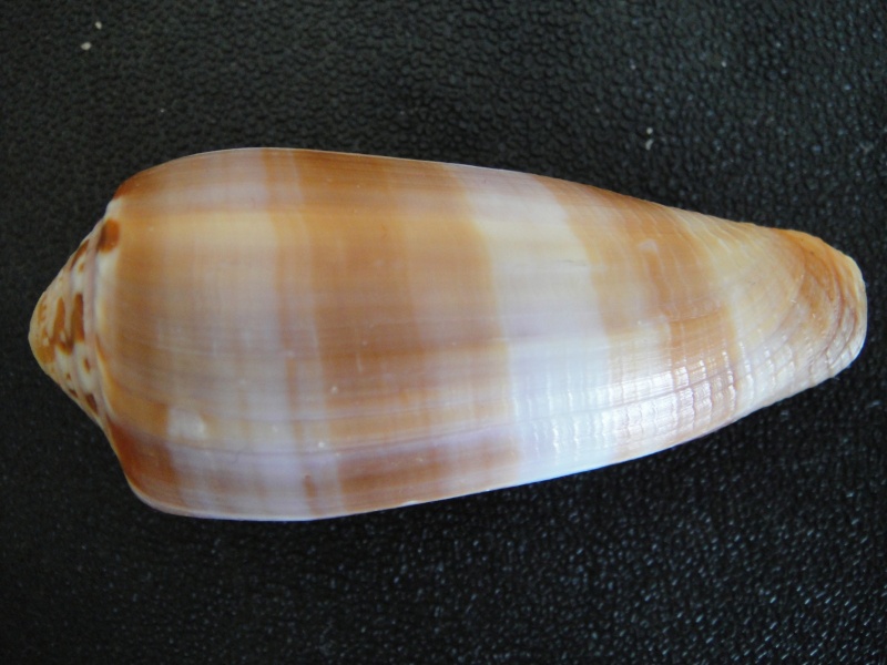 Conus (Pionoconus) circumcisus brazieri (Sowerby III, 1881) Conus_57
