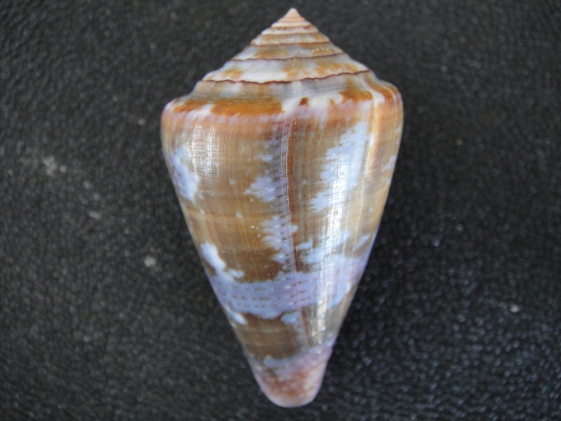 Conus (Chelyconus) purpurascens  GB Sowerby I, 1833 Conus_59
