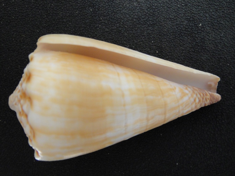 distans - Conidae Conus (Fraterconus) distans   Hwass in Bruguière, 1792 Conus_72