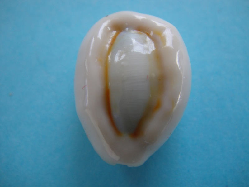 Monetaria obvelata - (Lamarck, 1810) Cyprae20
