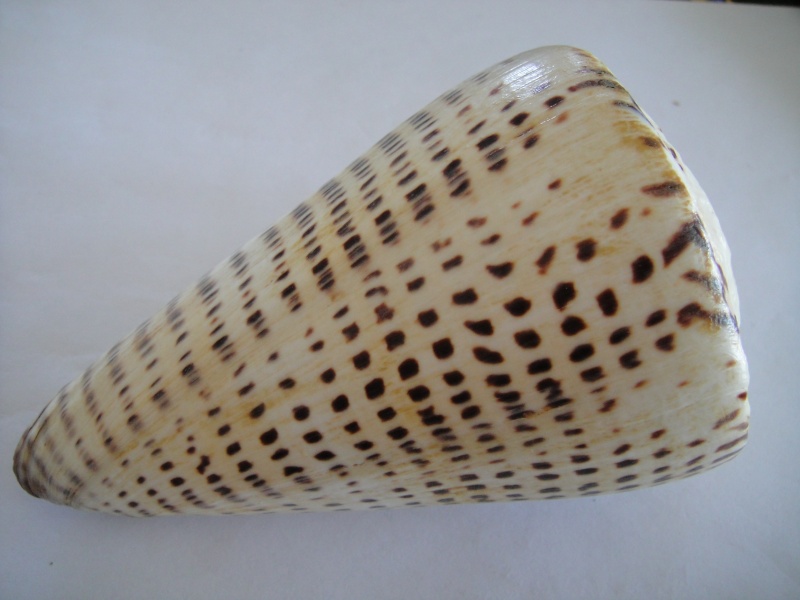 Conidae Conus (Lithoconus) leopardus f. millepunctatus  (Lamarck, 1822) Lithoc10
