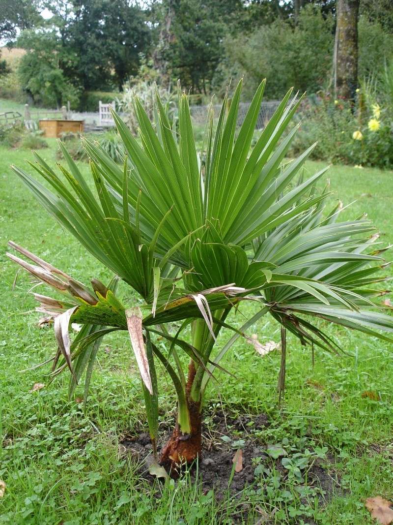 Brahea edulis Dsc01911