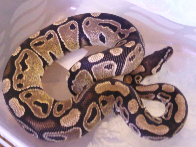 mon python royal Photo014