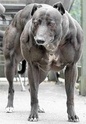Anjing terkuat di dunia(lihat ototnya)  310