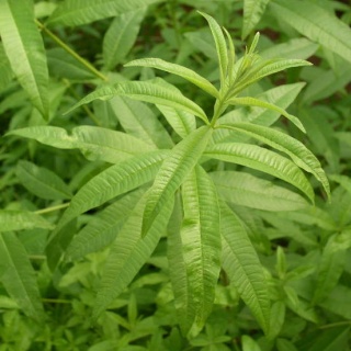 Plantes aromatiques, graines, noix, lgumes, poissons, pices ... dans la Cuisine Marocaine Vervei10