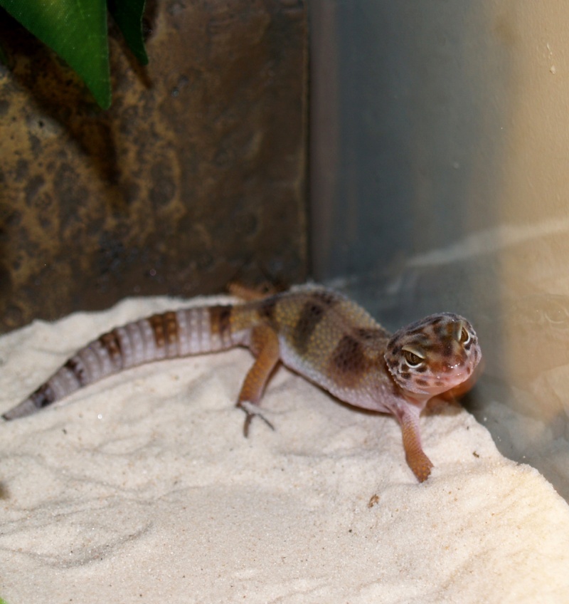 GECKO JUVELINE - Question nouriture P1015314