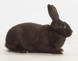 Карликовый короткошерстный кролик -ddndd14