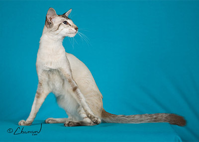 Балийская кошка (балинез) 1110