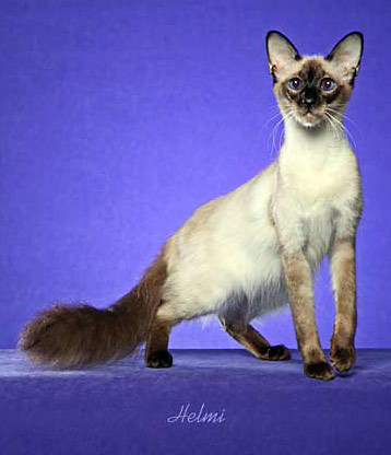 Балийская кошка (балинез) 1210