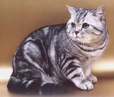 Британская короткошерстная кошка Main710