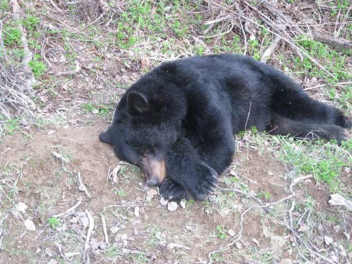 Chasse à l'ours 2011 terminée!! 2ieme en deux ans! Dodo10