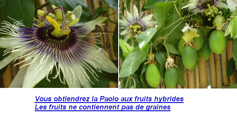 Hybridation des passifloras Sans_t19