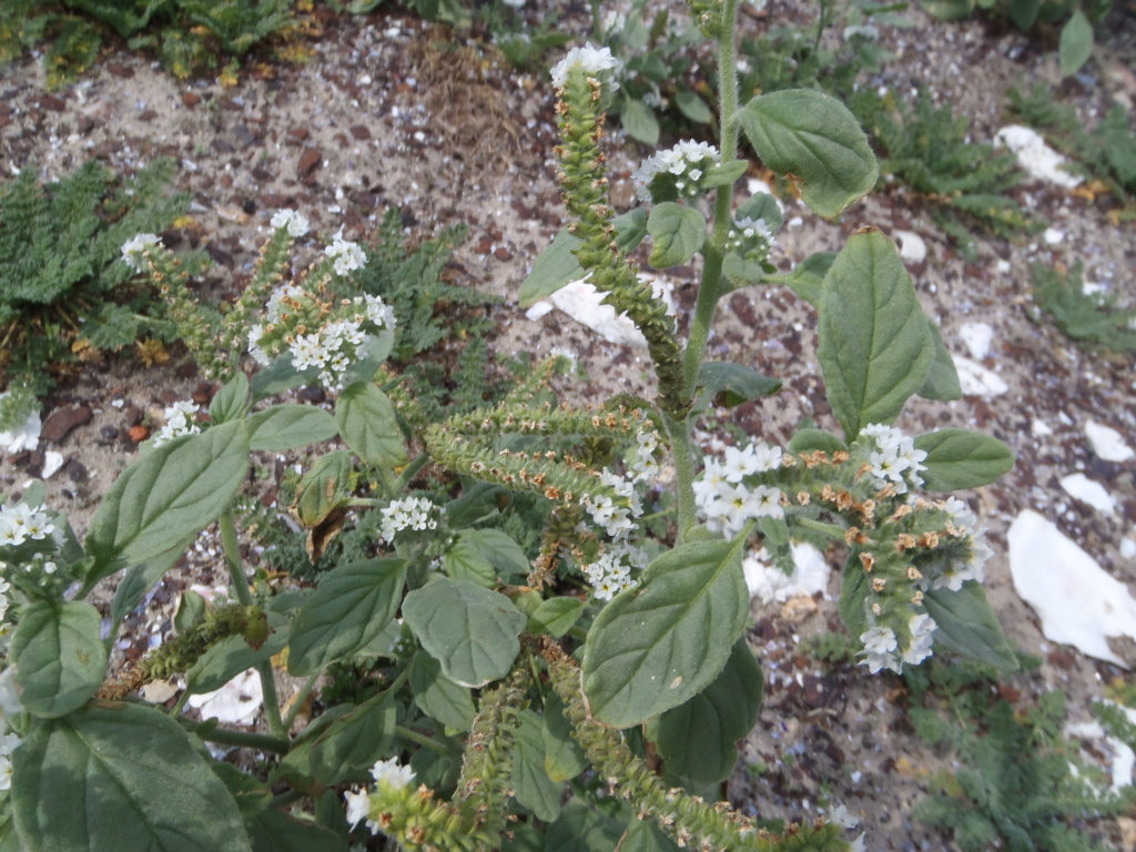 petite plante a ile dumet [Heliotropium europaeum] P1010310