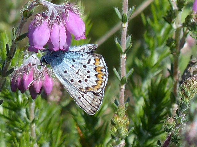 Plebejus argus P1180411