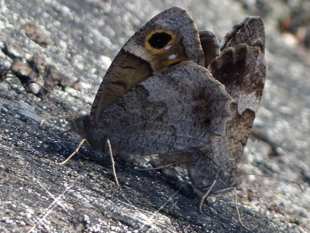 [Hipparchia semele; Hipparchia statilinus] Agreste et Faune P1190014