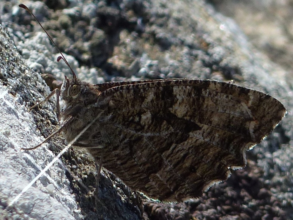 [Hipparchia semele; Hipparchia statilinus] Agreste et Faune P1190016