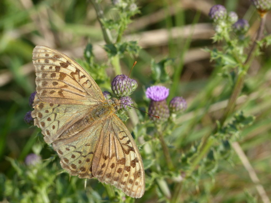 [Argynnis pandora] P1190311