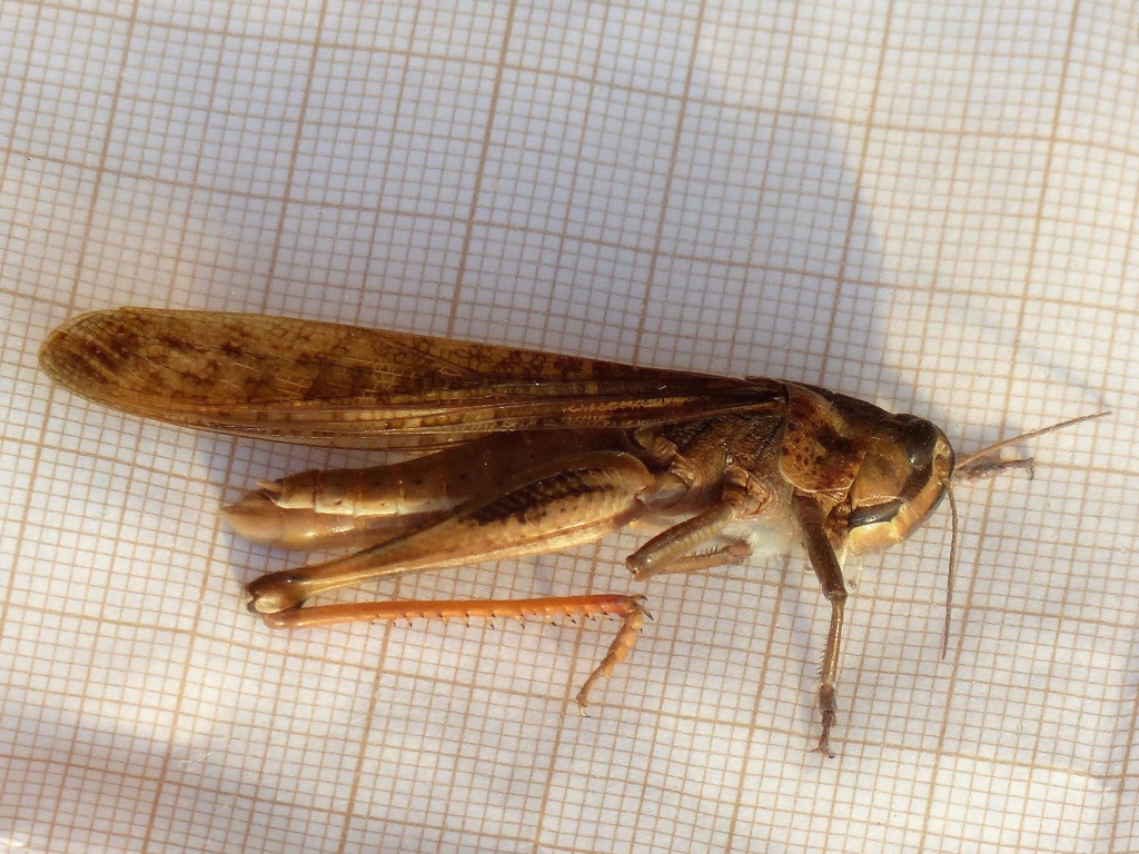 [Locusta migratoria] Bientôt les 7 plaies d'Egypte ? P1190712