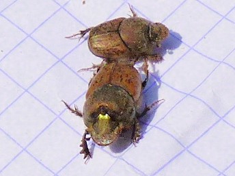 Onthophagus - Onthophagus sp P1210711