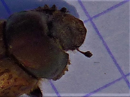 Onthophagus - Onthophagus sp P1210713