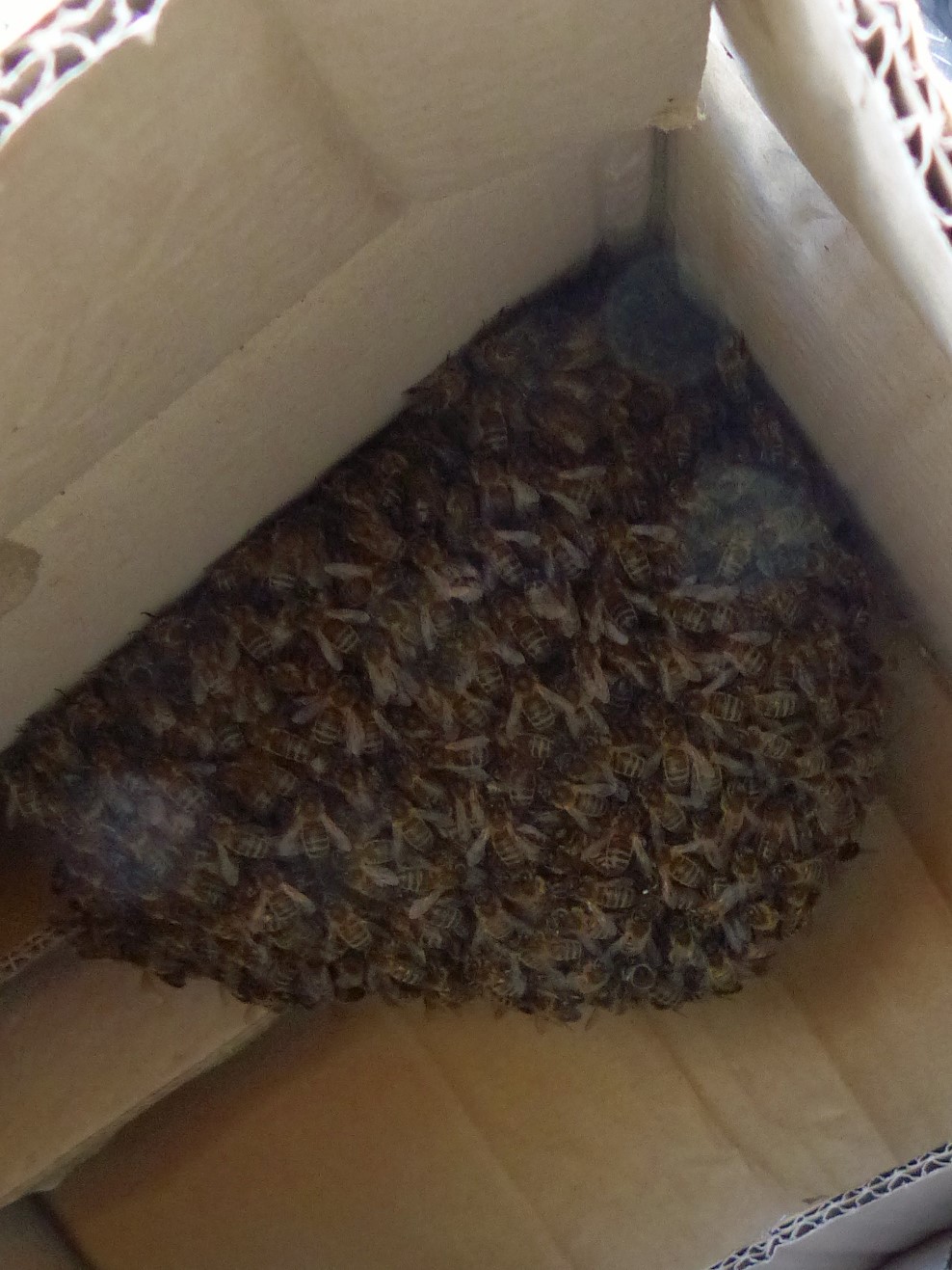 abeilles P1220510