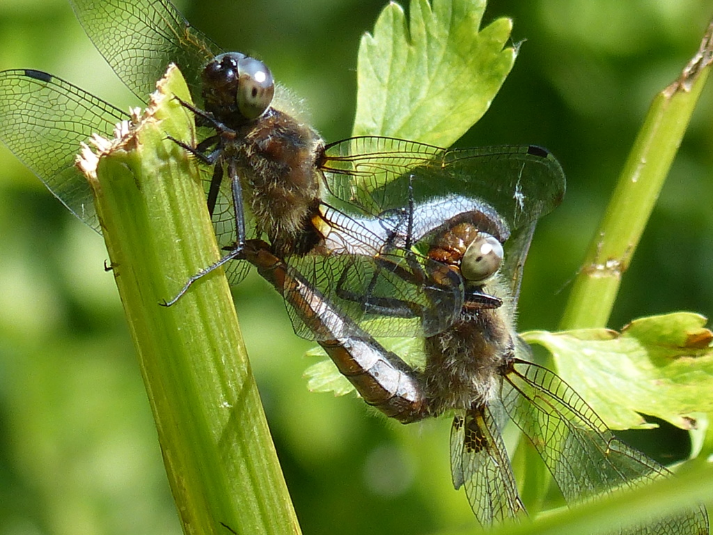 [Libellula fulva] Libellula fulva ? P1240622