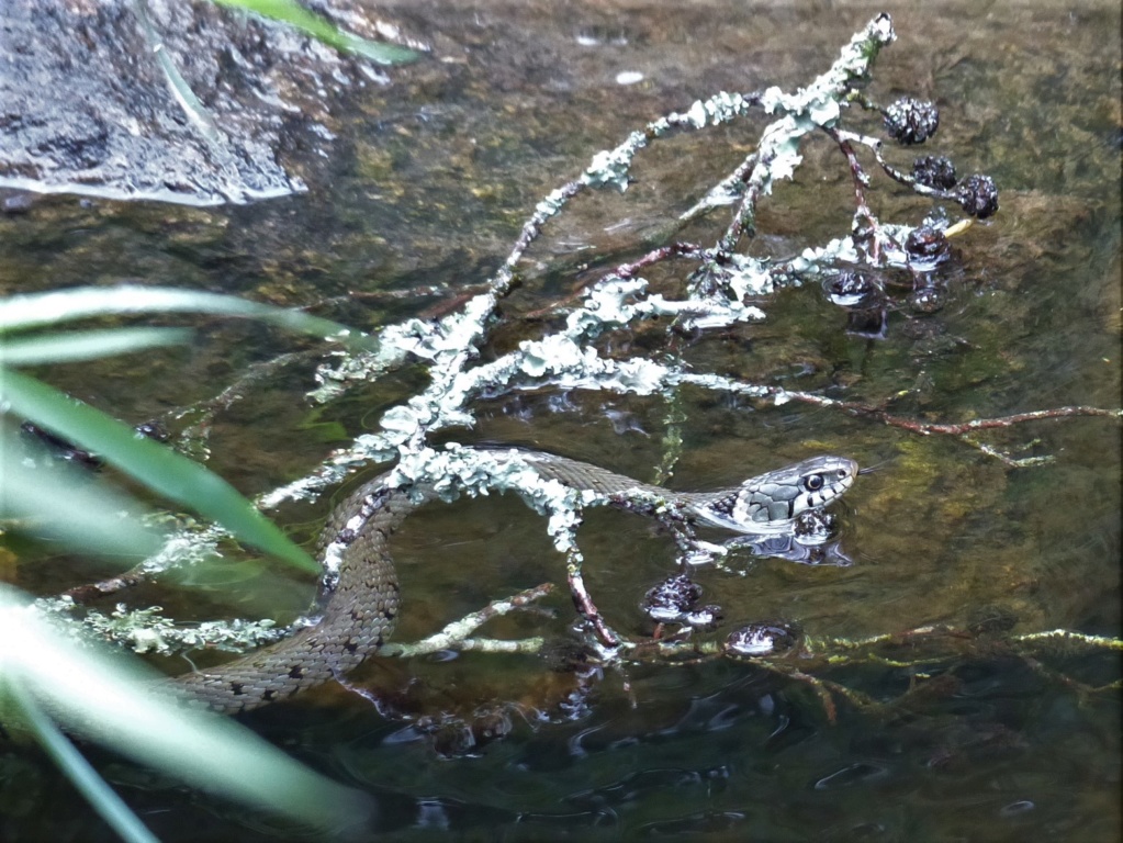 [Natrix helvetica] Couleuvre à collier qui nage P1250010