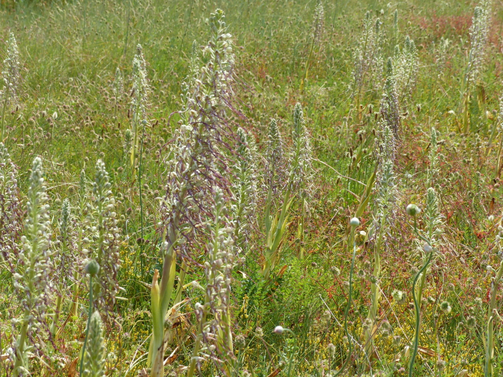 orchis bouc P1270513