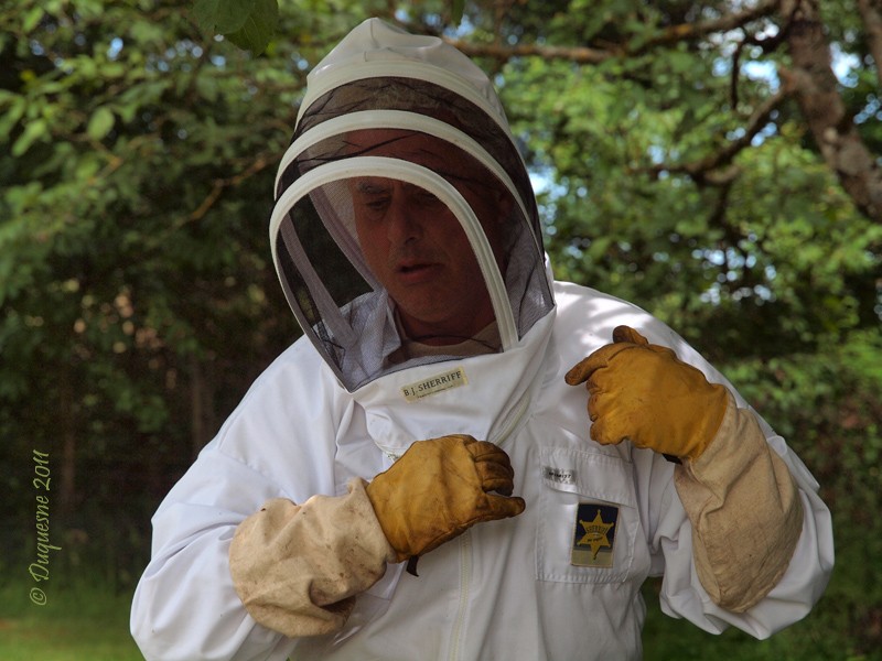 Capture d'un essaim d'abeilles  P5175610