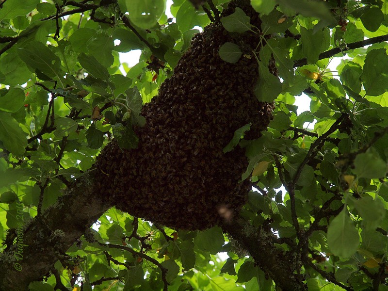 Capture d'un essaim d'abeilles  P5175611
