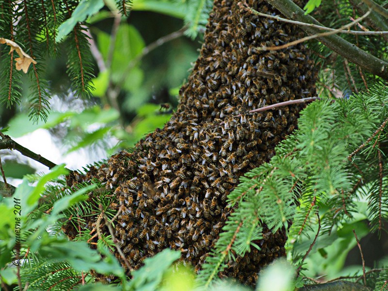 Capture d'un essaim d'abeilles  P5175711