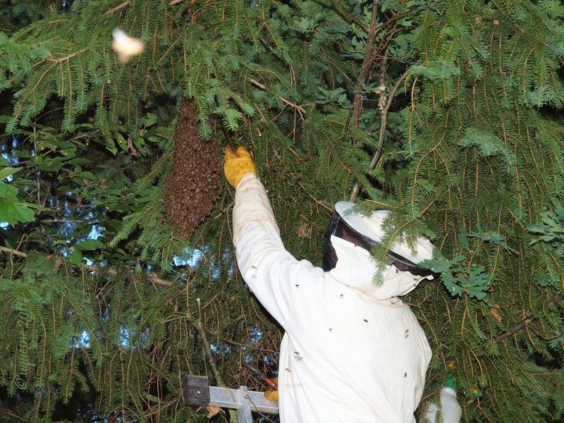Capture d'un essaim d'abeilles  P5175712