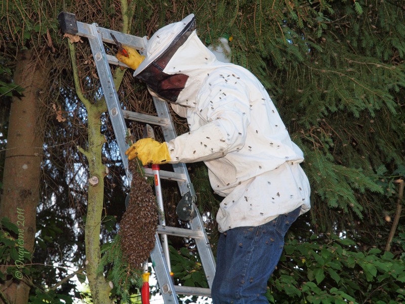 Capture d'un essaim d'abeilles  P5175713