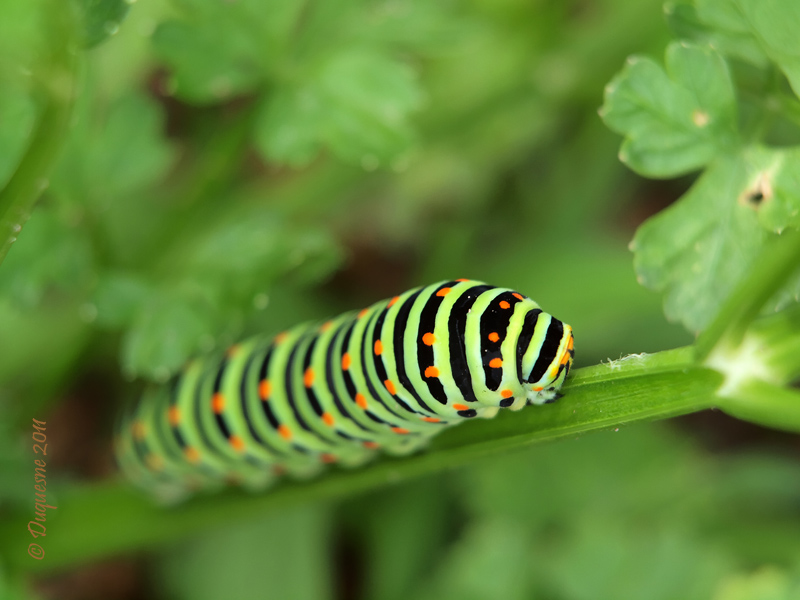 Chenille du Machaon ! !  P6076011