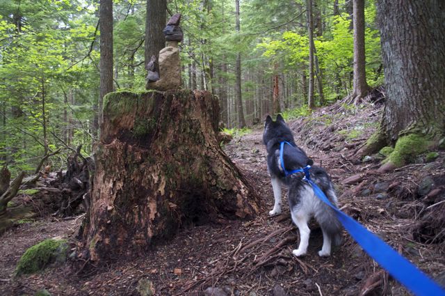 Hiking with Dogs: Hardy Ridge, Columbia Gorge, WA 1110