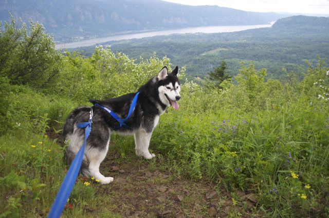 Hiking with Dogs: Hardy Ridge, Columbia Gorge, WA 2110