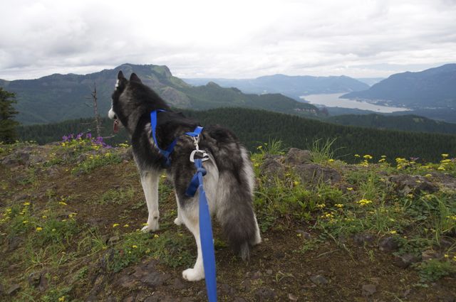 Hiking with Dogs: Hardy Ridge, Columbia Gorge, WA 3110