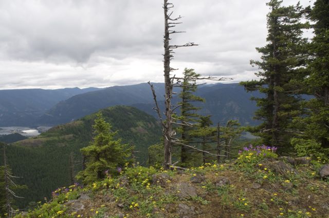 Hiking with Dogs: Hardy Ridge, Columbia Gorge, WA 4110