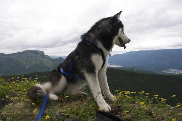 Hiking with Dogs: Hardy Ridge, Columbia Gorge, WA 6110
