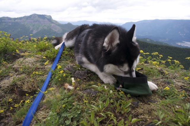 Hiking with Dogs: Hardy Ridge, Columbia Gorge, WA 7110