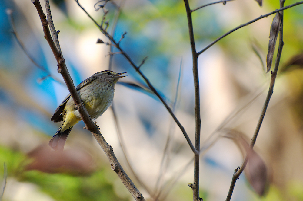 Oiseaux de Cuba (pour identification et partage) _dsc1312