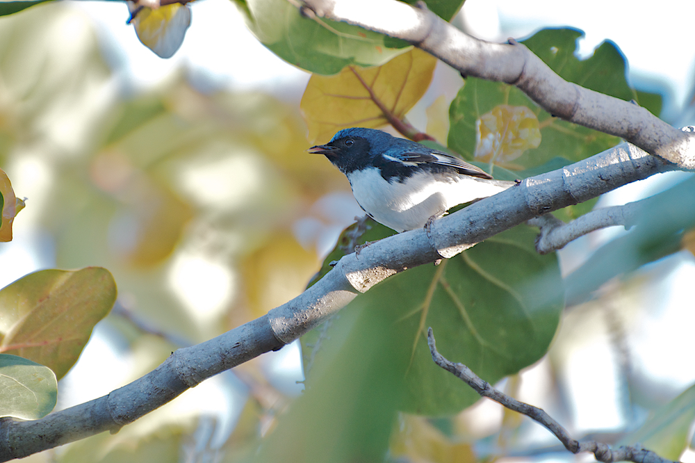 Oiseaux de Cuba (pour identification et partage) _dsc1314