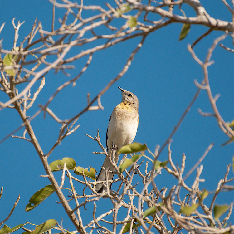 Oiseaux de Cuba (pour identification et partage) _dsc1511