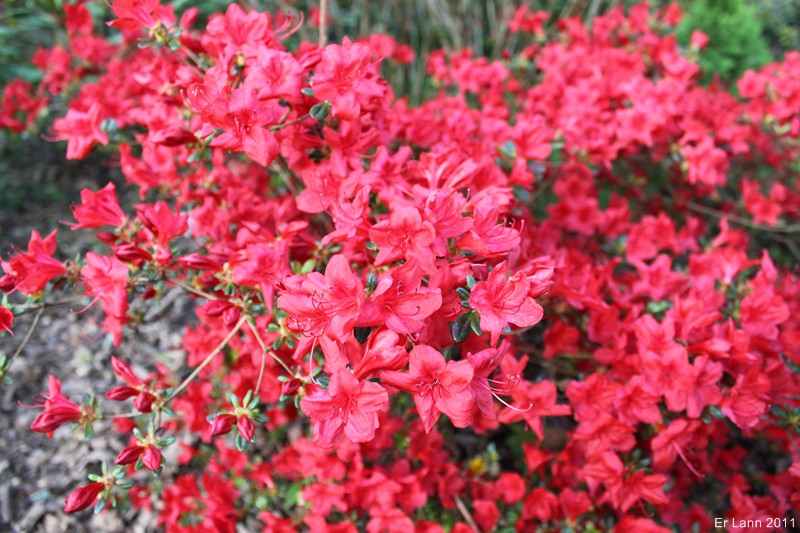 Rhododendrons  - Page 3 Img_3711